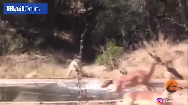 Video: Kết cục bất ngờ sau cuộc săn đuổi của linh cẩu với báo đốm 