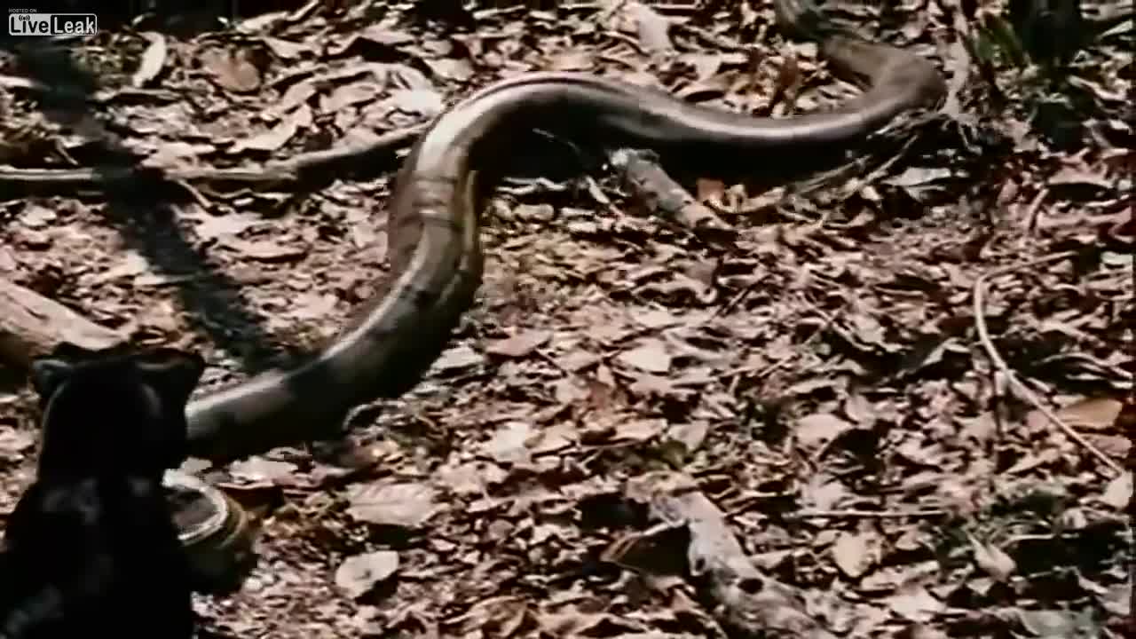 Báo đen Nam Mỹ tử chiến trăn Anaconda khổng lồ