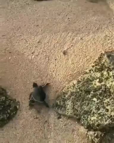 Rùa con mới nở tìm đường ra biển