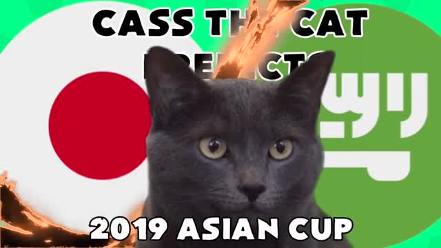 Mèo tiên tri dự đoán đối thủ Việt Nam tại tứ kết Asian Cup 2019