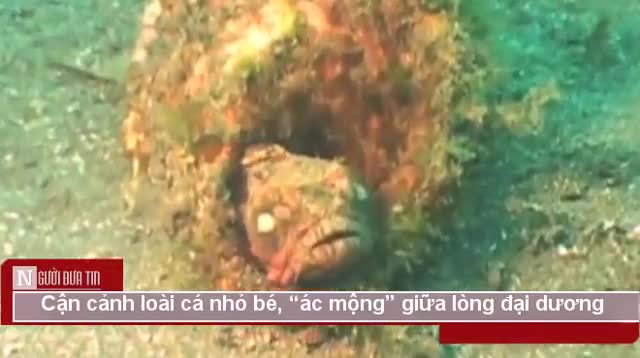 Video: Cận cảnh loài cá nhỏ bé, “ác mộng” giữa lòng đại dương