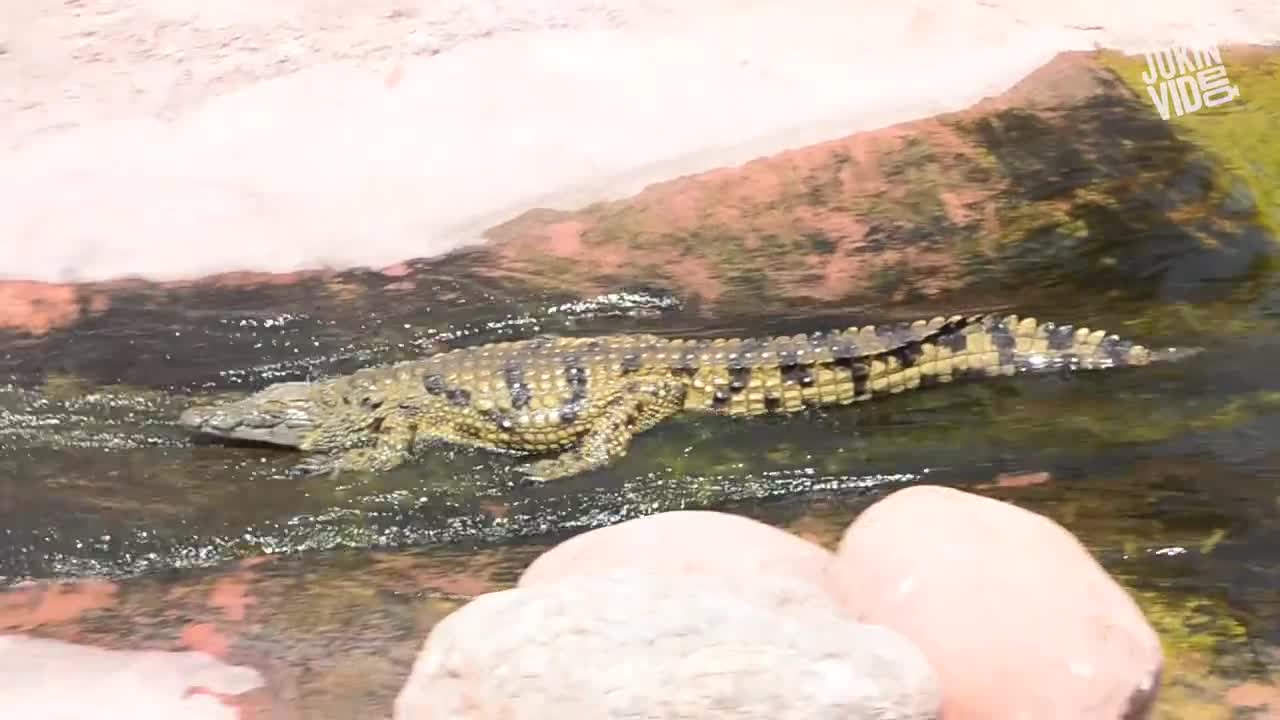 Cá sấu thích thú trượt máng nước trước mặt du khách