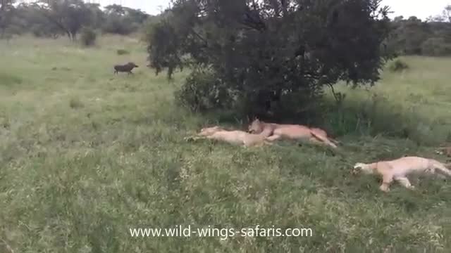 Pha bẻ lái tẩu thoát ngoạn mục của lợn rừng khi găp sư tử