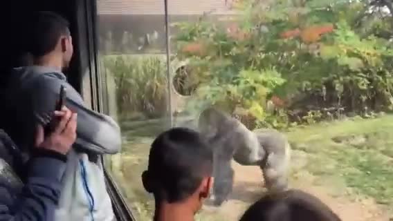 Khỉ đột hùng hổ choảng nhau ngay trước mặt khách tham quan