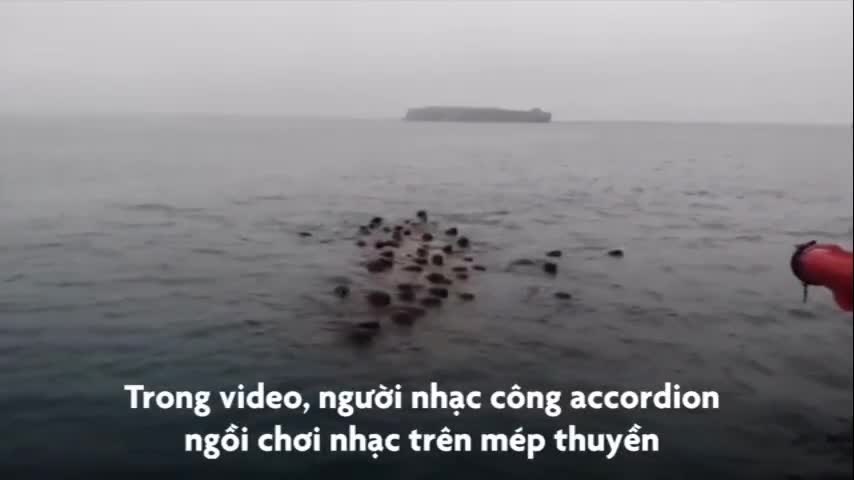 Đàn lợn biển chen nhau ngoi lên mặt biển nghe nhạc