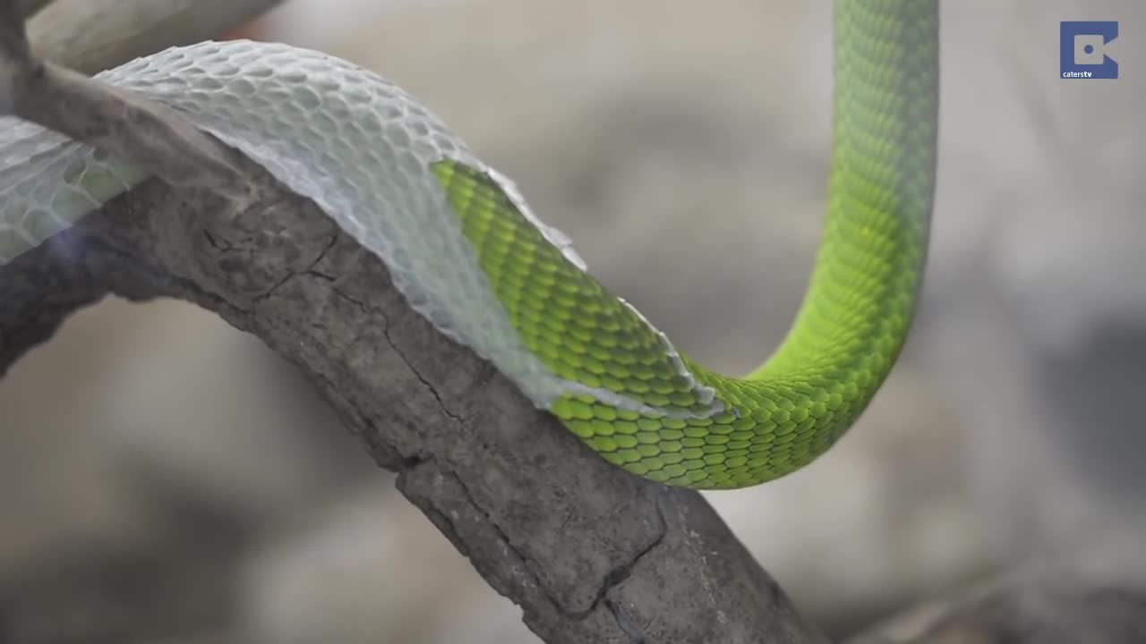 Video: Giải mã bí ẩn màn lột xác ngoạn mục của rắn