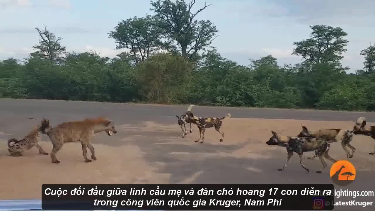 Soup sáng: Linh cẩu liều mình đối đầu với 17 con chó hoang để bảo vệ con