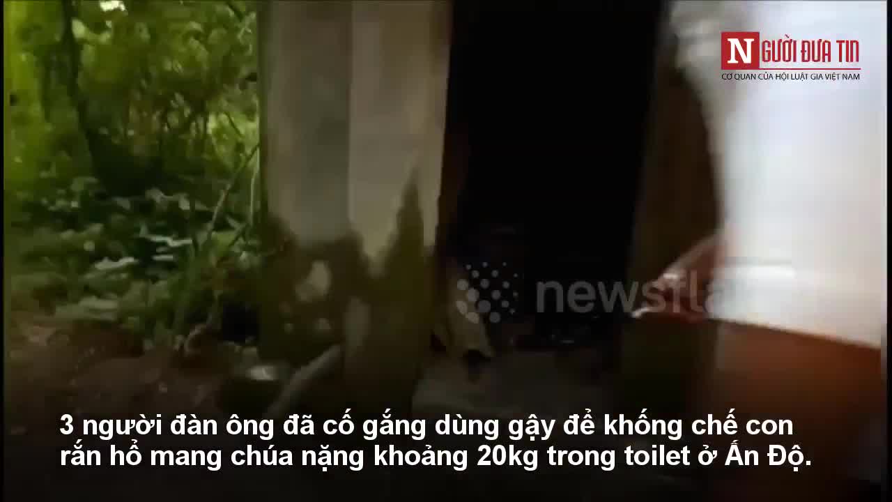 3 người đàn ông hợp sức bắt rắn hổ mang chúa dài 5m trốn trong toilet