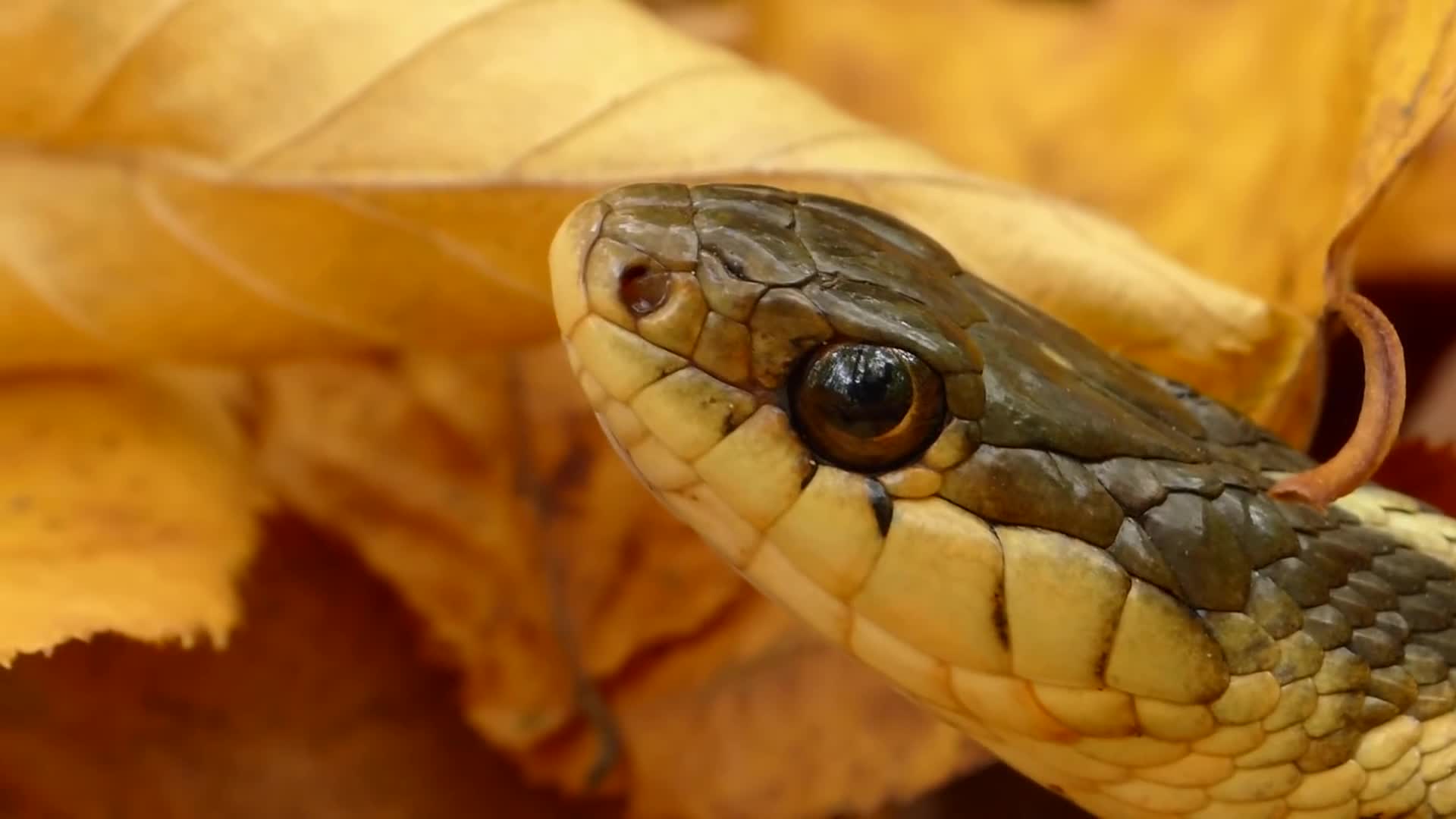 Video: Chiếc lưỡi xẻ làm đôi của loài vật đáng sợ nhất hành tinh