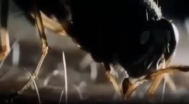 Rùng mình khám phá loài ruồi nguy hiểm nhất hành tinh