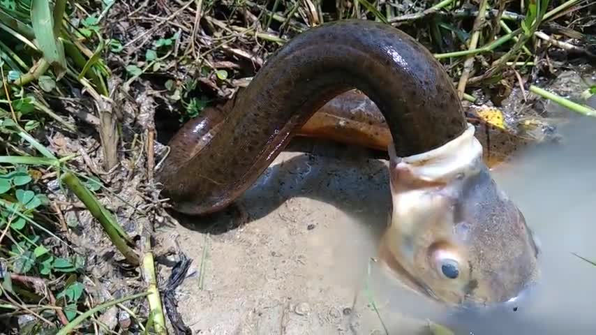 Clip: Cá chép cố tình nuốt lươn khủng và cái kết đầy bất ngờ