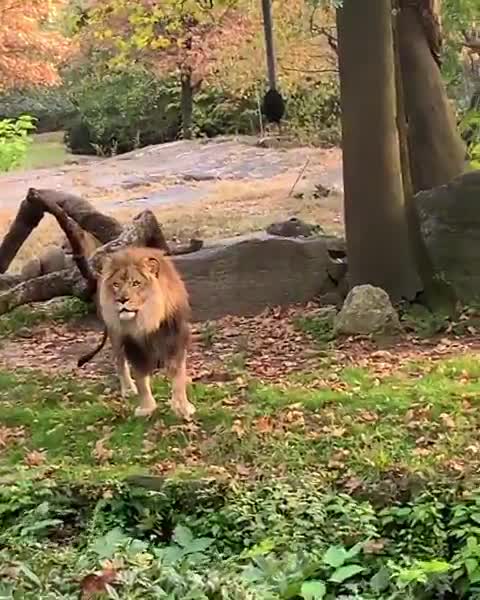 Clip: Người phụ nữ trèo qua hàng rào sở thú để... trêu sư tử