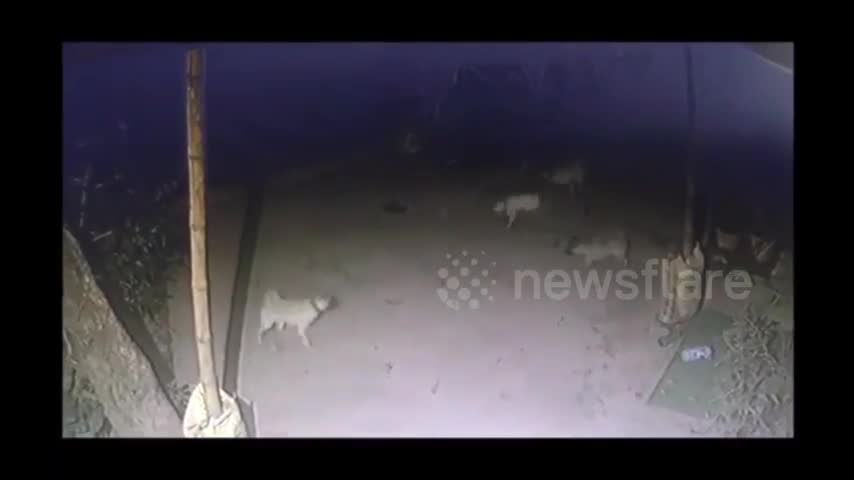 Soup sáng: Đàn chó liều chết tấn công rắn hổ manng để bảo vệ chủ