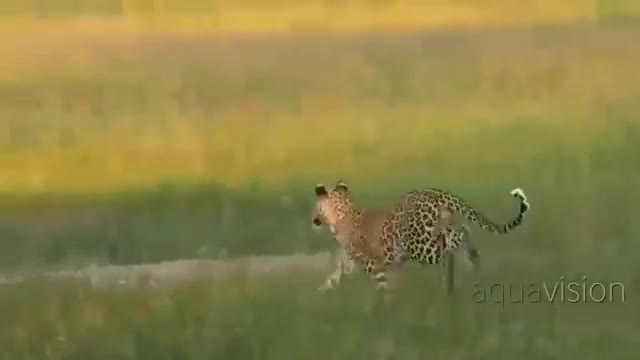 Báo hoa mai săn nhầm chí Phèo châu Phi, phải cong đuôi bỏ chạy
