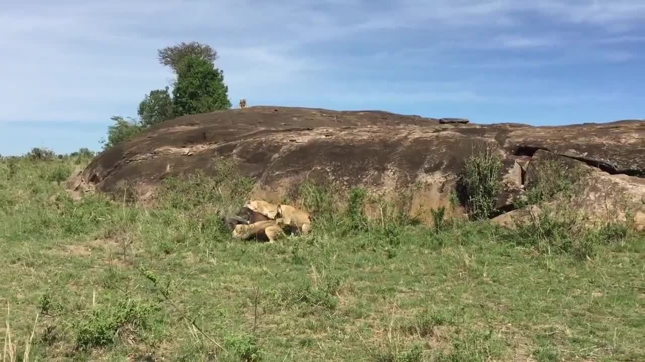 Trâu đực liều chết cứu người tình ra khỏi vòng vây sư tử