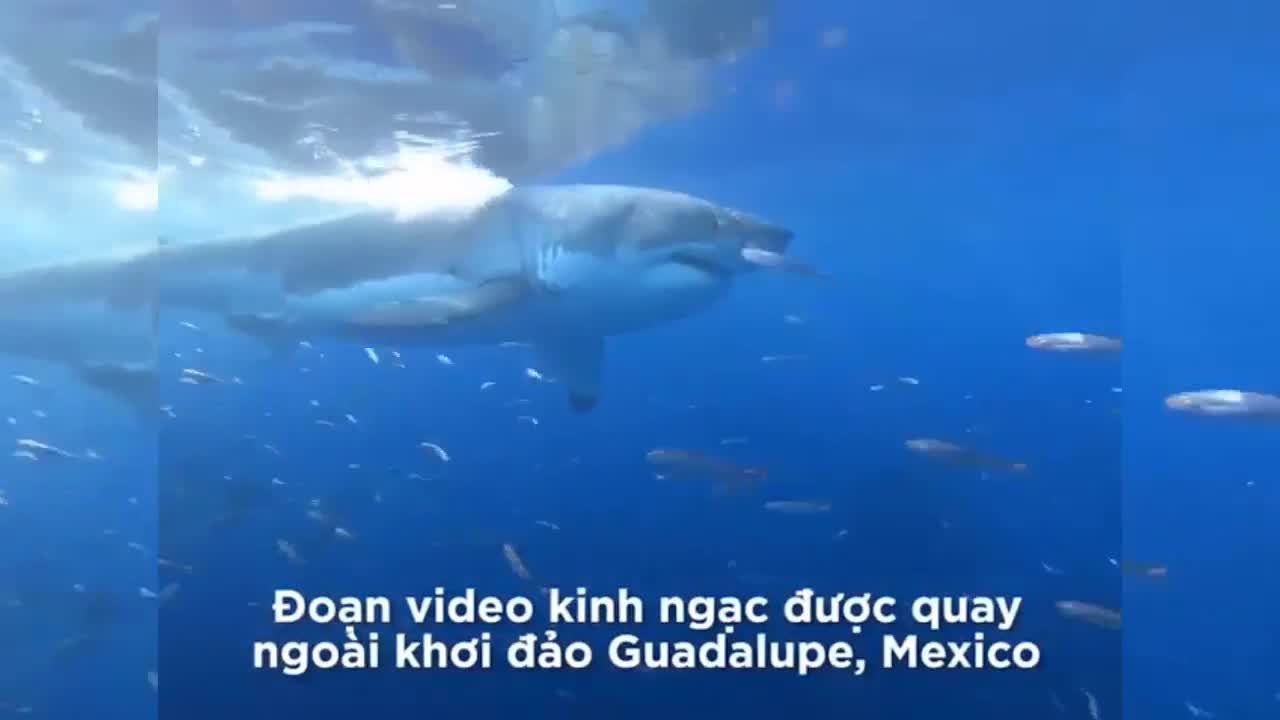 Cá mập trắng bất ngờ tấn công lồng của du khách 