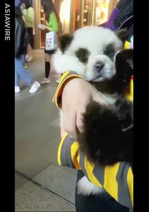 Video: “Những chú chó gấu trúc” gây tranh cãi ở Trung Quốc