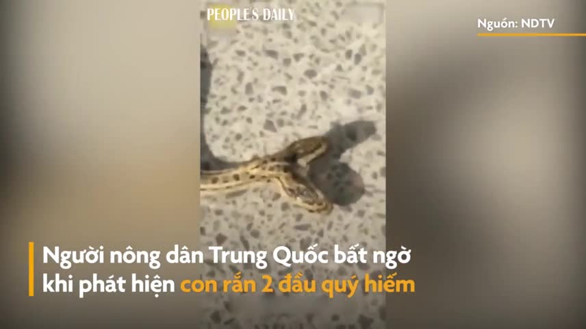 Cận cảnh con rắn 2 đầu siêu hiếm bất ngờ xuất hiện ở Trung Quốc