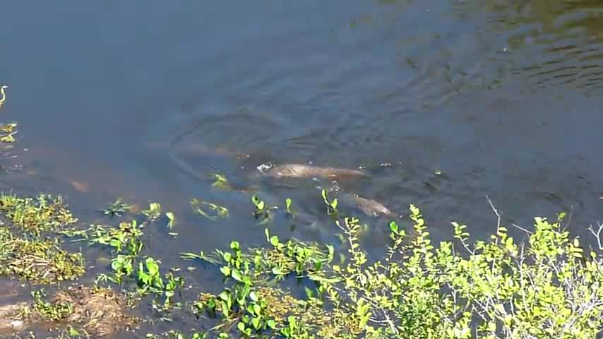 Cá sấu caiman đụng độ báo nước Amazon, kết cục sẽ ra sao