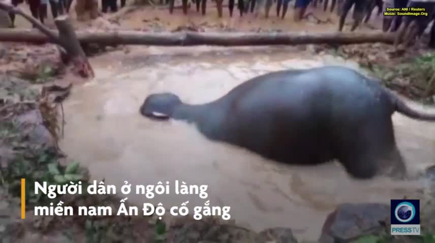 Dân làng Ấn Độ giải cứu voi sắp chết đuối