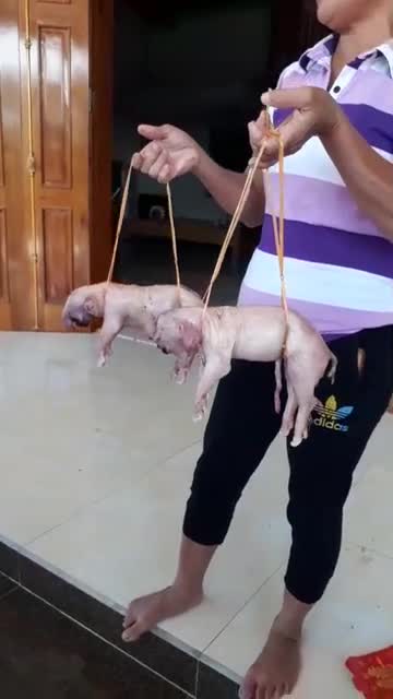 Lợn đẻ ra 3 “con voi” ở Nghệ An