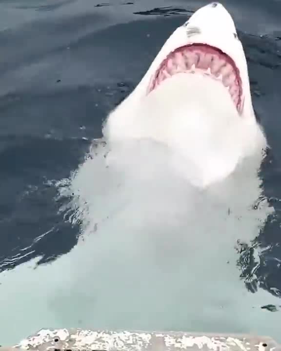 Choáng váng cảnh cá mập trắng bơi ngửa bụng