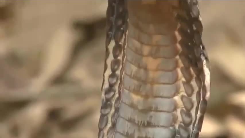 Hổ mang chúa 1 đòn giết chết con rắn sọc dưa hung dữ