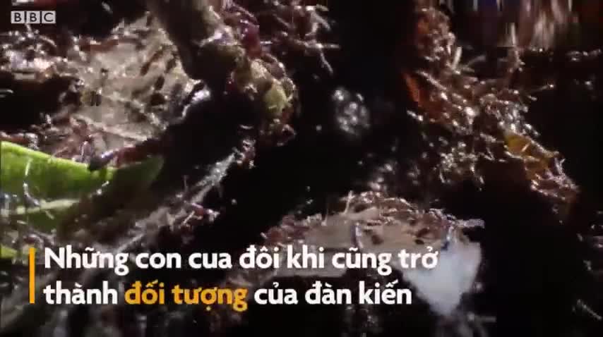 Đàn kiến do thám ăn thịt cua rừng có tổ chức