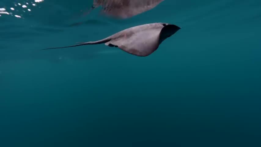Cá voi sát thủ vung đuôi tát lật mặt cá đuối