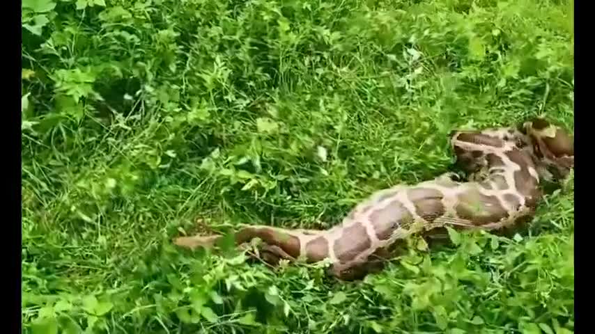 Trăn khủng oằn mình nhả xác chó ở Ấn Độ