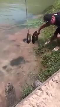 người dân giải cứu chú chó nhà khỏi trăn anaconda