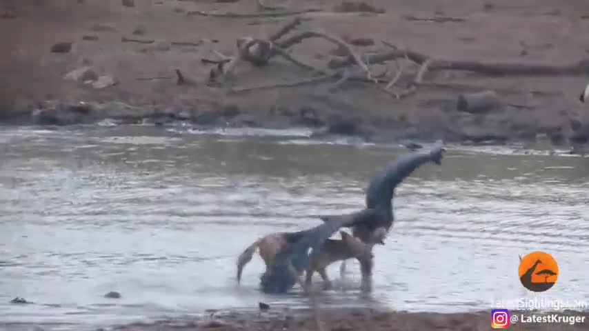 Chó rừng giết chết hạc đen sau một cuộc vật lộn căng thẳng bên hồ