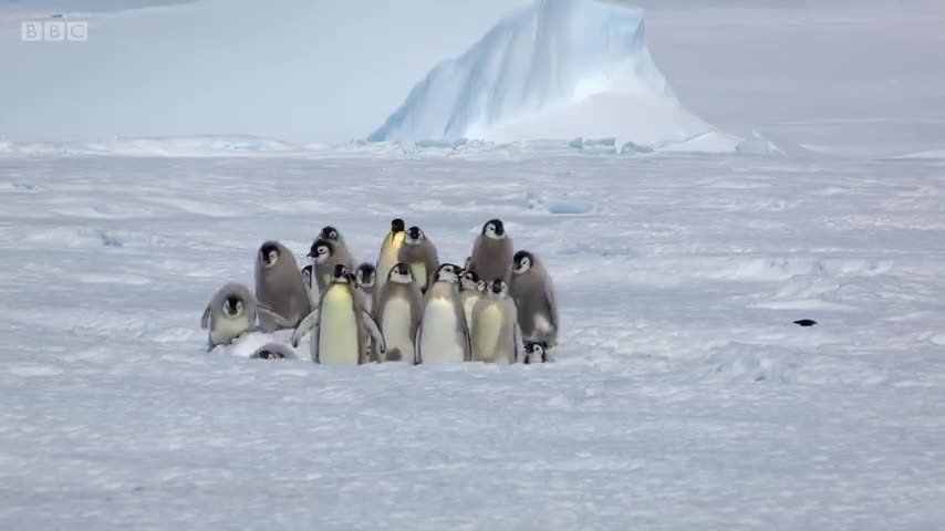 Hải âu chặn đường tấn công bầy chim cánh cụt non, gặp phải đối thủ nặng ký