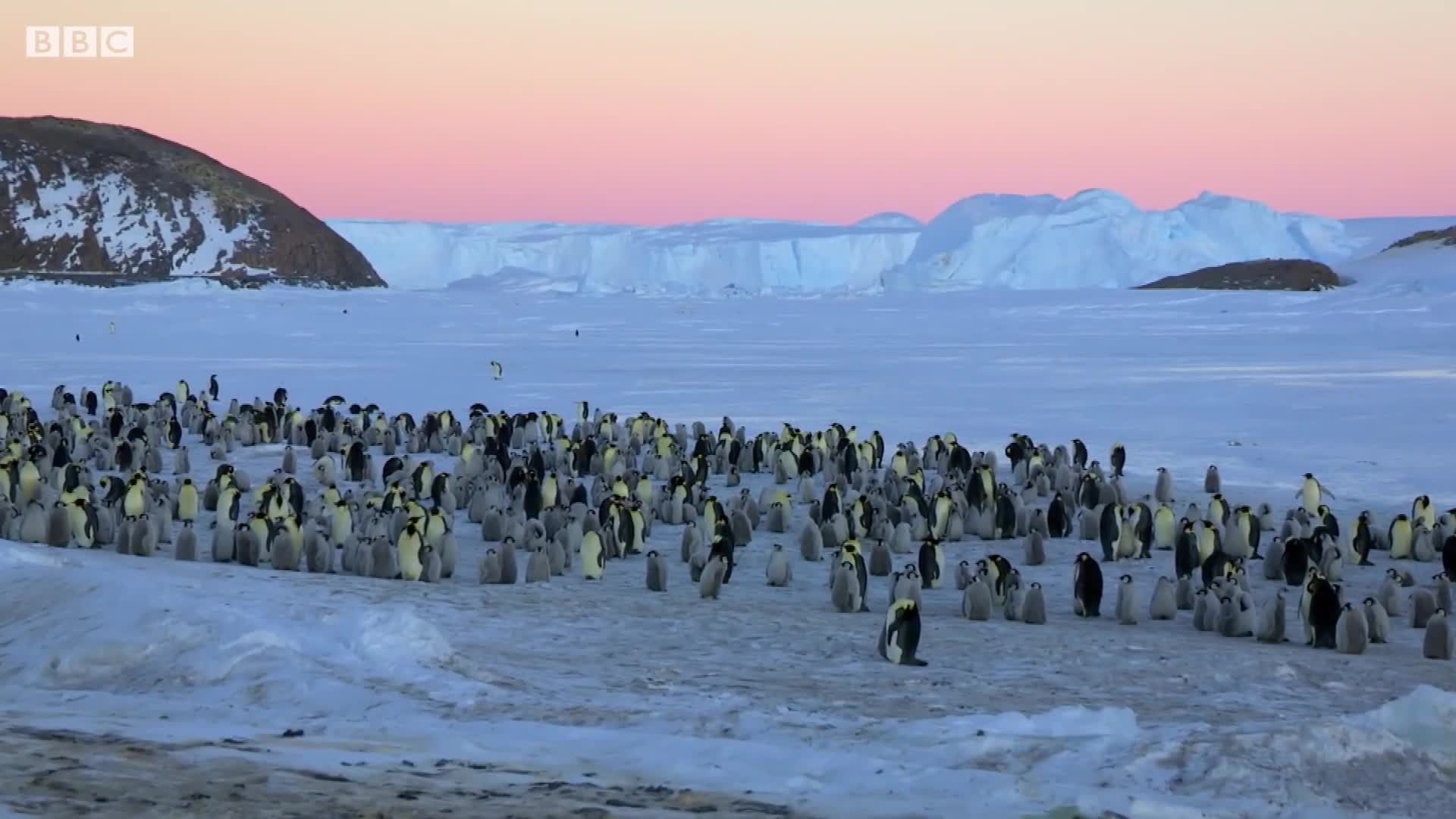 Soup sáng: Độc đáo cảnh đàn chim cánh cụt dàn trận, chống lại kẻ săn mồi láu cá
