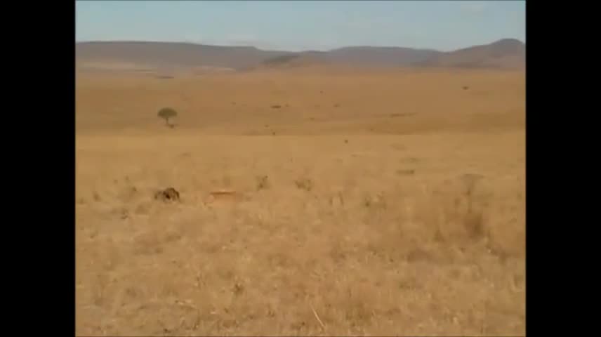 Soup sáng: Sư tử chạy bạt mạng khi bị linh dương đầu bò rượt đuổi
