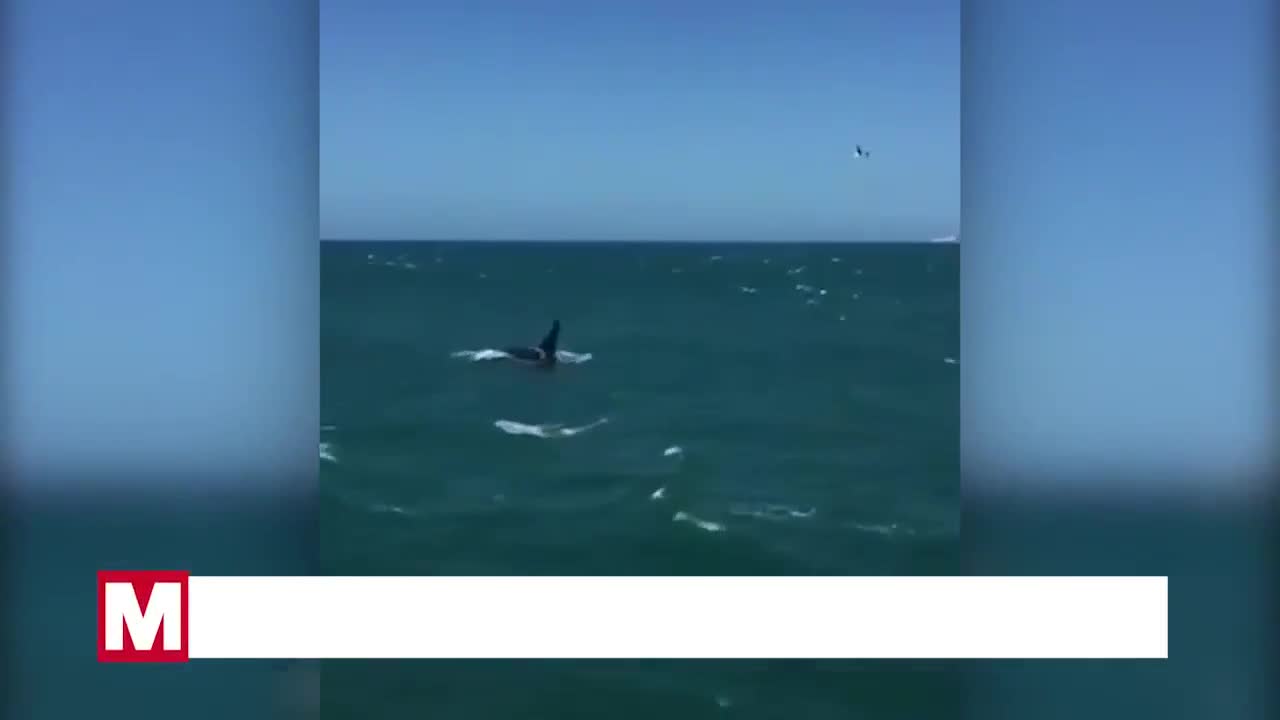 Video: Cá mập trắng hoảng loạn khi bị đàn cá voi sát thủ truy sát