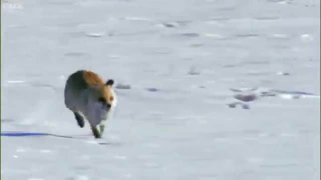 Đại bàng Mông Cổ phô diễn khả năng săn mồi tuyệt đỉnh