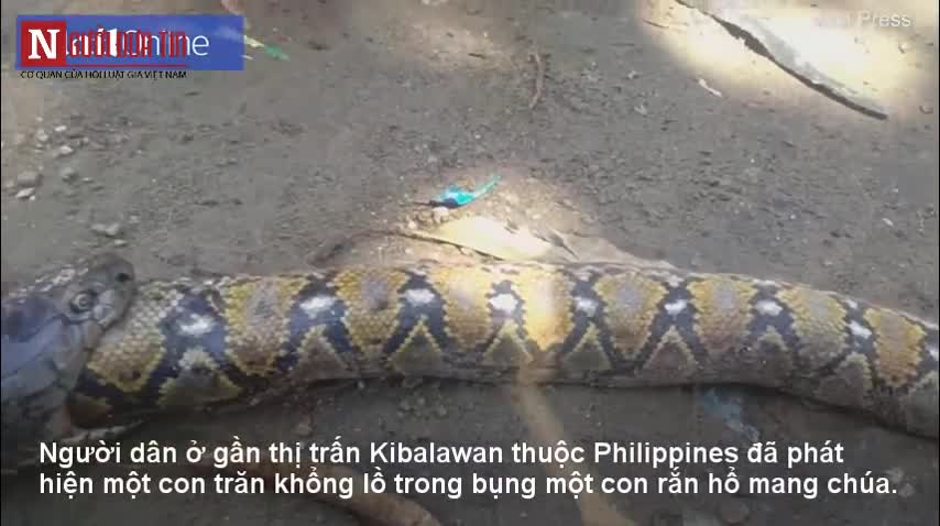 Người Philippines mổ bụng rắn hổ mang chúa nuốt chửng cả con trăn