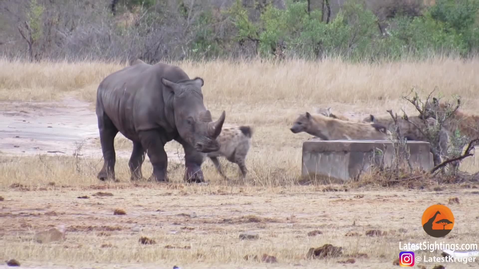 Video: Bầy linh cẩu hợp sức tấn công tê giác bị thương
