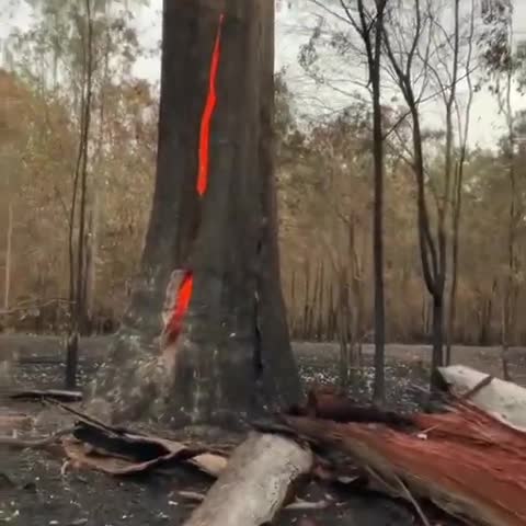 Video: Cây lớn bốc cháy dữ dội từ bên trong thân