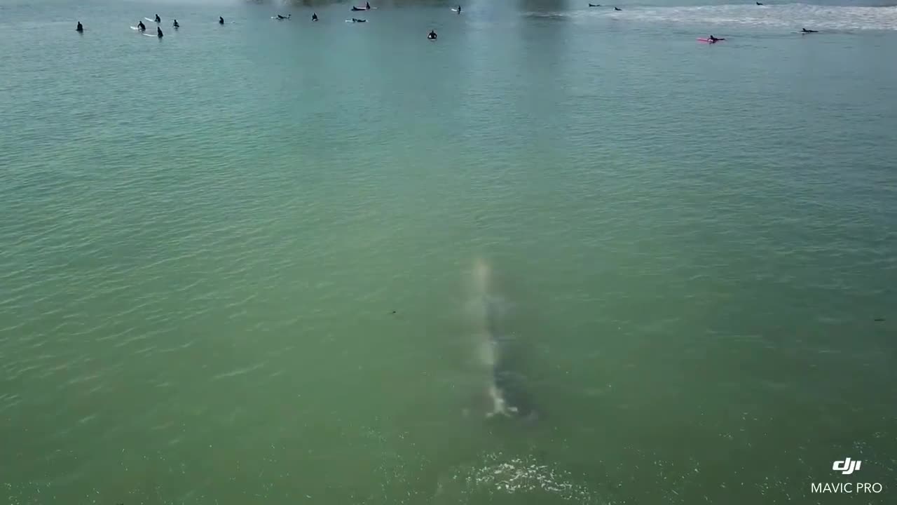 Nghẹt thở giây phút chạm trán giữa nhóm người lướt sóng và cá voi xanh khổng lồ
