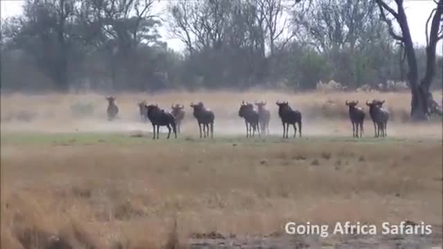 Ngang tàng trong địa bàn của linh dương đầu bò, báo săn bị con mồi đuổi, chạy tóe khói