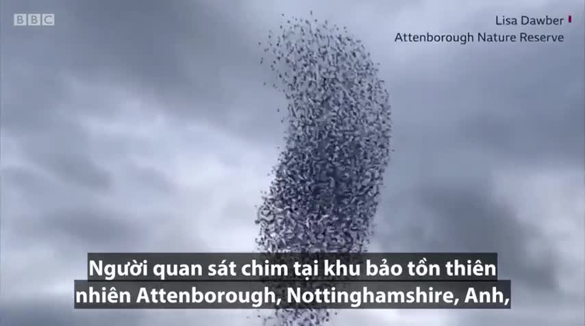 Clip: Đàn sáo đá hàng nghìn con bị chim săn mồi tấn công