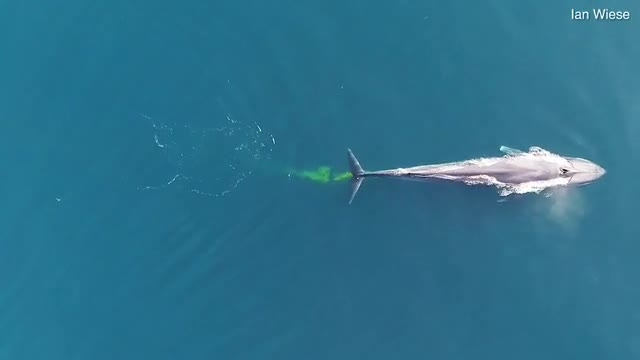 Video: Choáng váng cảnh cá voi xanh “đi nặng”, biến nước biển thành màu vàng sáng