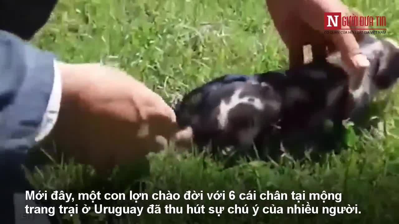 Xuất hiện “quái vật” lợn 6 chân ở Uruguay