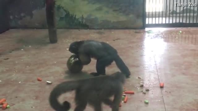 Video: Khỉ có khuôn mặt giống người xuất hiện ở Trung Quốc