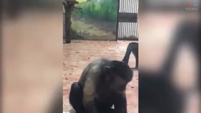 Video: Chú khỉ 19 năm cô đơn vì có khuôn mặt giống người