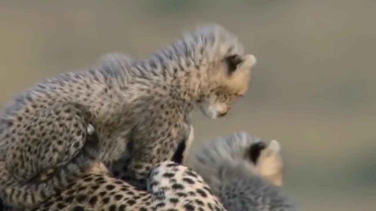 Soup sáng: Báo săn liều mạng đánh lạc hướng sư tử để bảo vệ đàn con