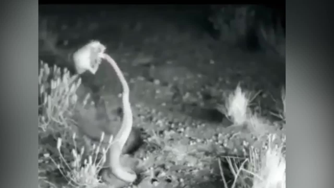 Chuột tung cú đá song phi hạ đo ván rắn độc