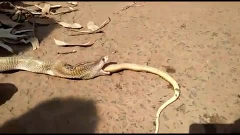Video: Rắn hổ mang khổng lồ nôn trả một con rắn hổ mang khác 